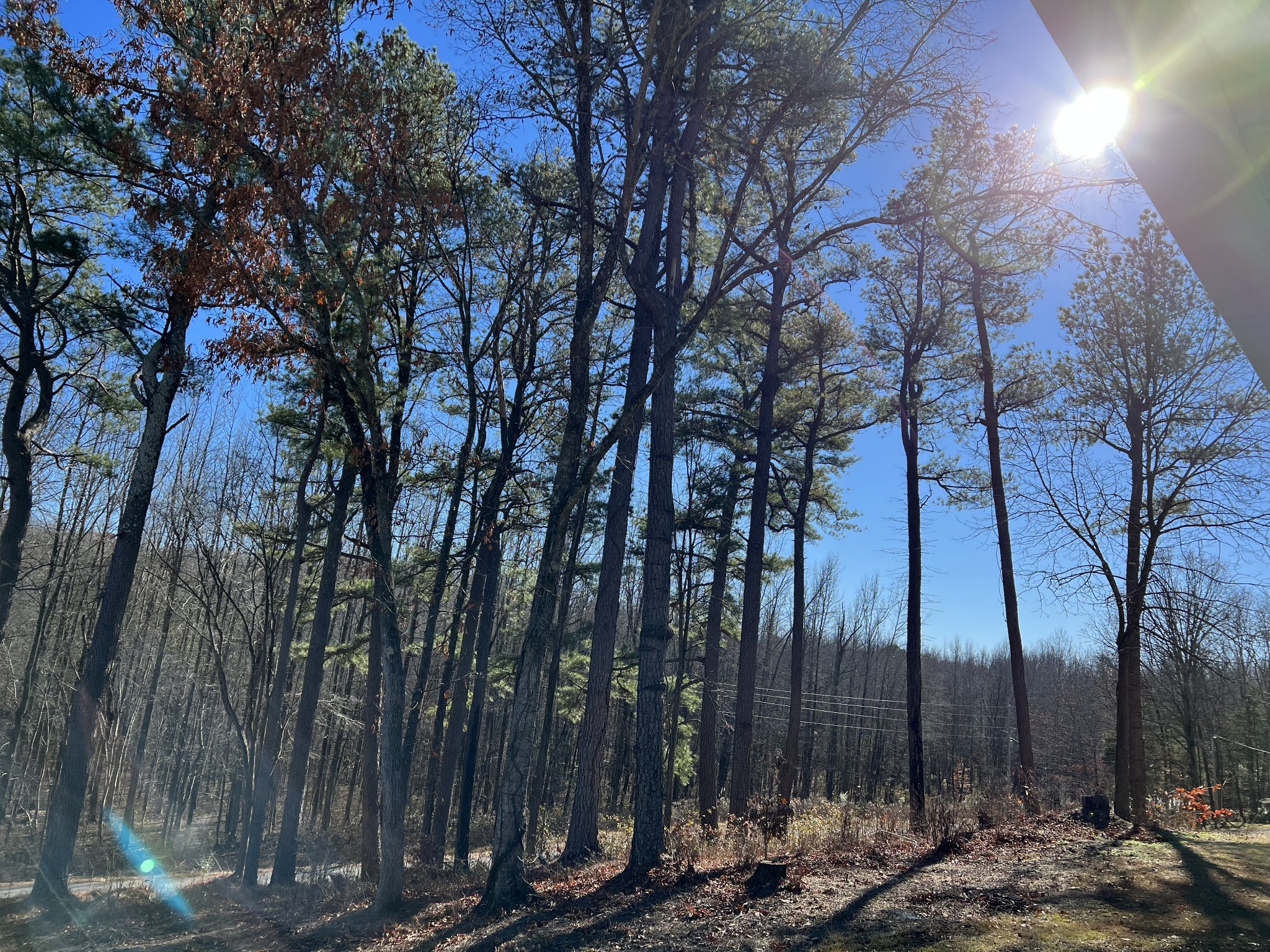 1110 Harmon Creek Road Eva, TN 38333 - Photo 8 of 18 a view of outdoor space with trees