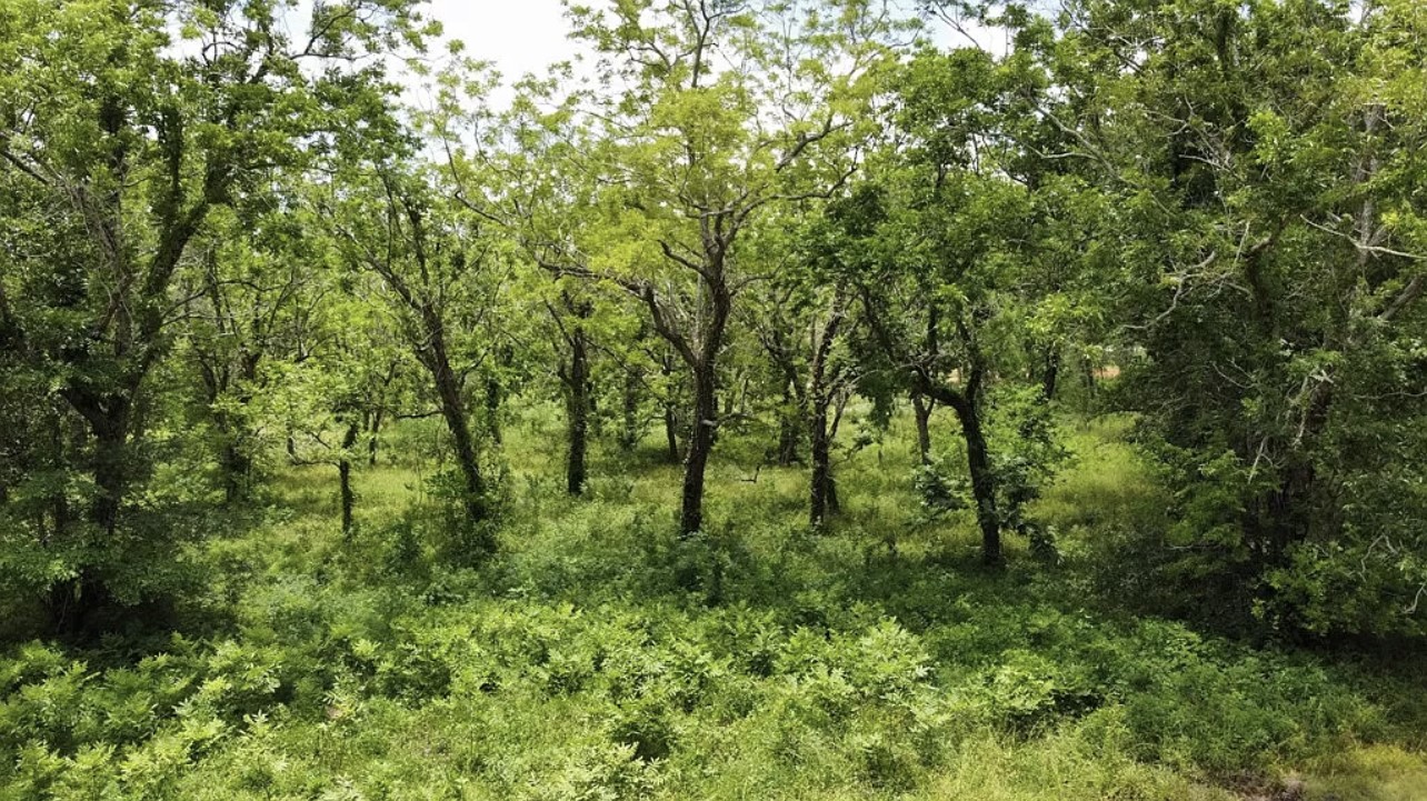 0 County Road 36 Angleton, TX 77515 - Photo 7 of 7