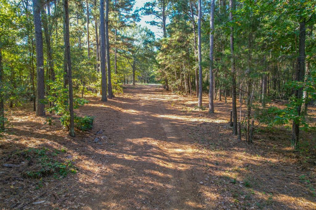 0 County Road 3409 Chandler, TX 75758 - Photo 2 of 38 a view of a tree in the middle of a forest