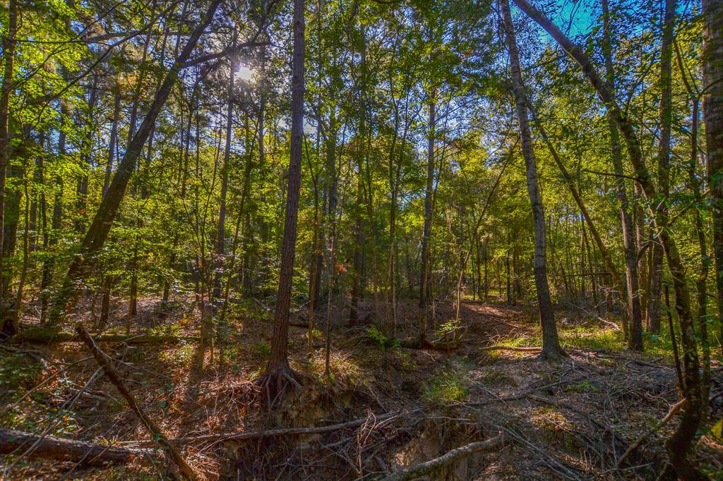 0 County Road 3409 Chandler, TX 75758 - Photo 30 of 38 a view of a forest with trees