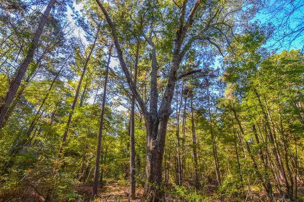 $699,400 | 0 County Road 3409, Chandler, TX 75758