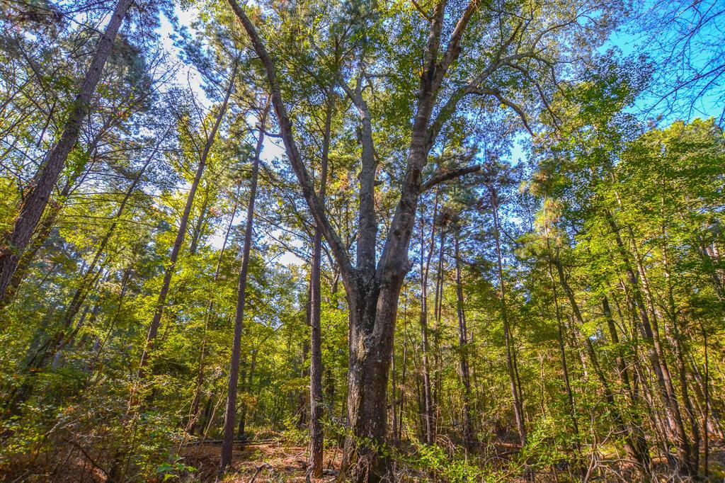 0 County Road 3409 Chandler, TX 75758 - Photo 3 of 38 a view of mountain view with tall trees