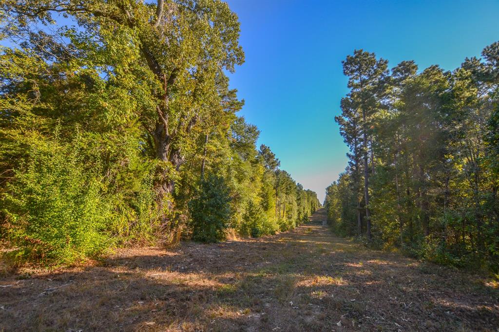 0 County Road 3409 Chandler, TX 75758 - Photo 32 of 38 a view of road view with large trees