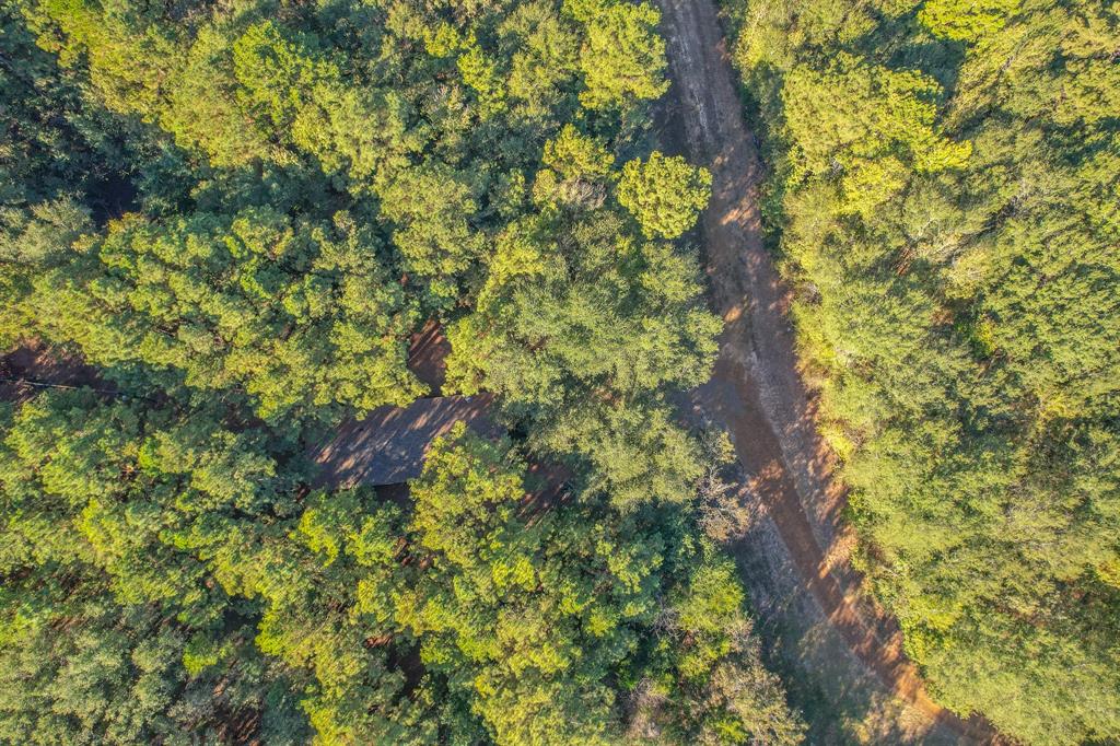 0 County Road 3409 Chandler, TX 75758 - Photo 35 of 38 a view of a tree in a garden