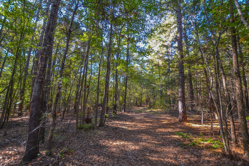0 County Road 3409 Chandler, TX 75758 - Photo 5 of 38 a view of backyard with green space