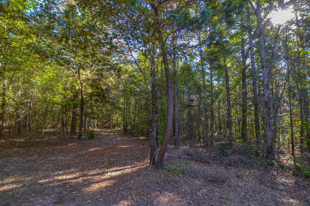0 County Road 3409 Chandler, TX 75758 - Photo 6 of 38 a view of a forest with trees in the background