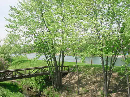 5728 Spring Brook Road Rockford, IL 61114 - Photo 4 of 6 a view of a yard with plants and large trees