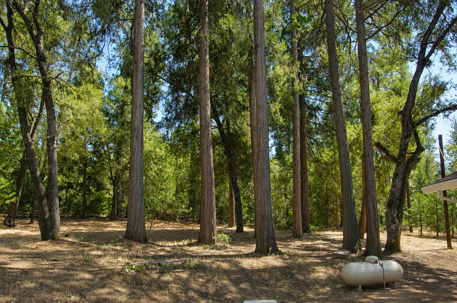 20131 Shake Ridge Road Volcano, CA 95689 - Photo 79 of 93 Gallery Image 79