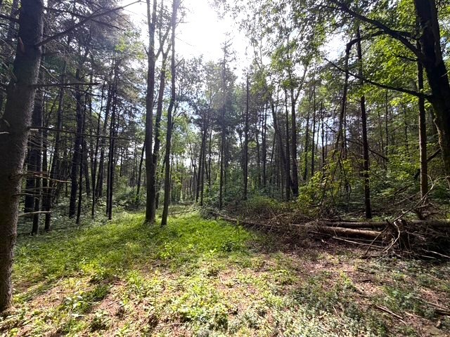 2 Dutton Loop Cuba, NY 14727 - Photo 11 of 16 Gallery Image 11