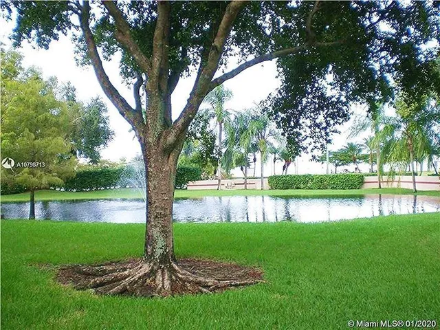 a view of a park with large trees