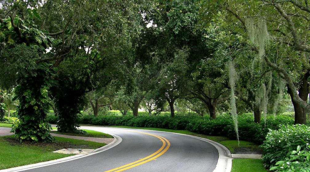 7437 Campo Florido Boca Raton, FL 33433 - Photo 32 of 32 Tree canopy