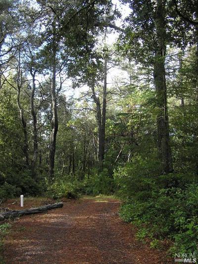 44500 Zettler Road Point Arena, CA 95468 - Photo 5 of 5 a view of a yard with plants and trees