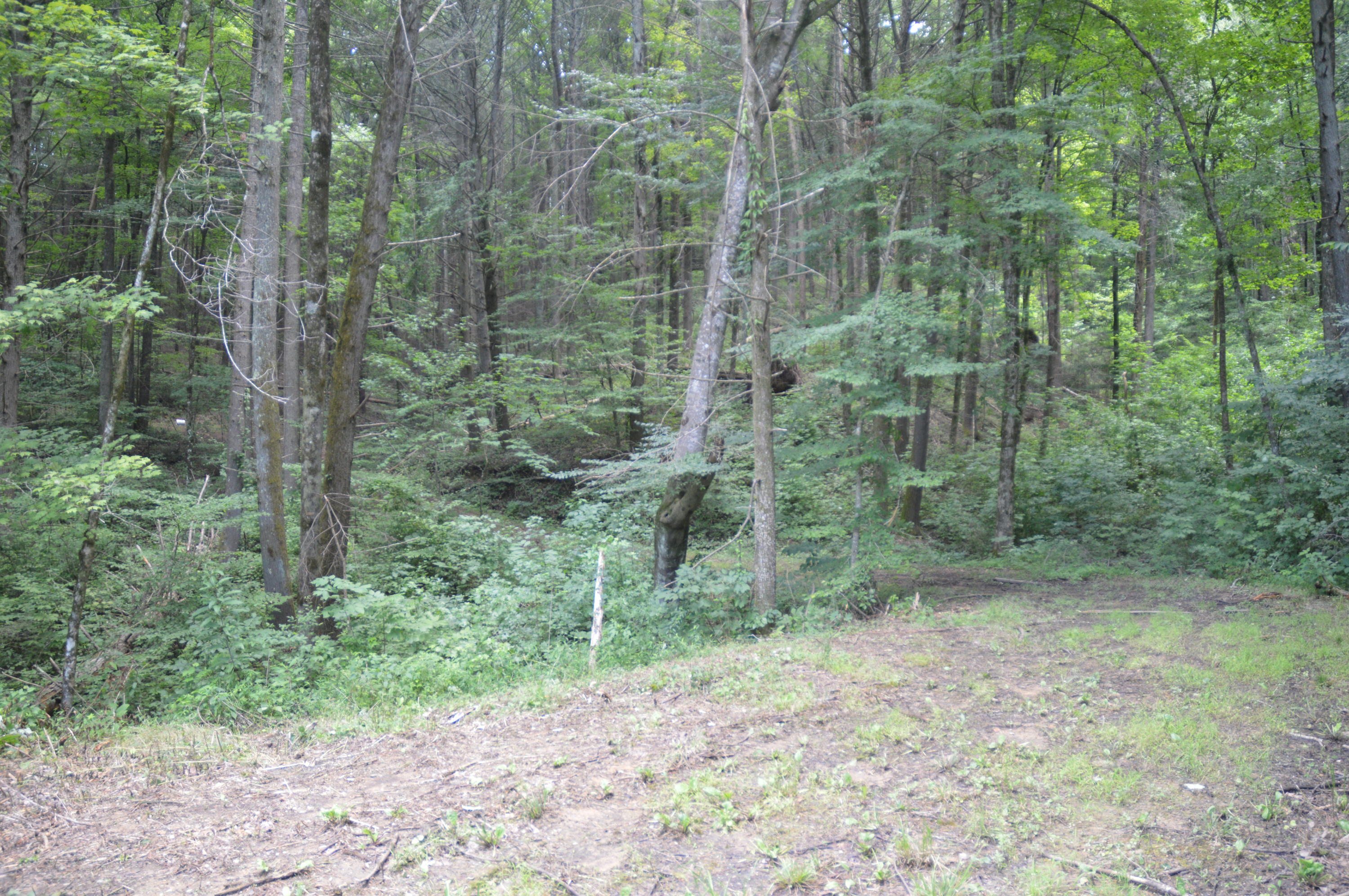 1641 Old Chilhowee Road Seymour, TN 37865 - Photo 15 of 31 Old Chilhowee - DSC_0632