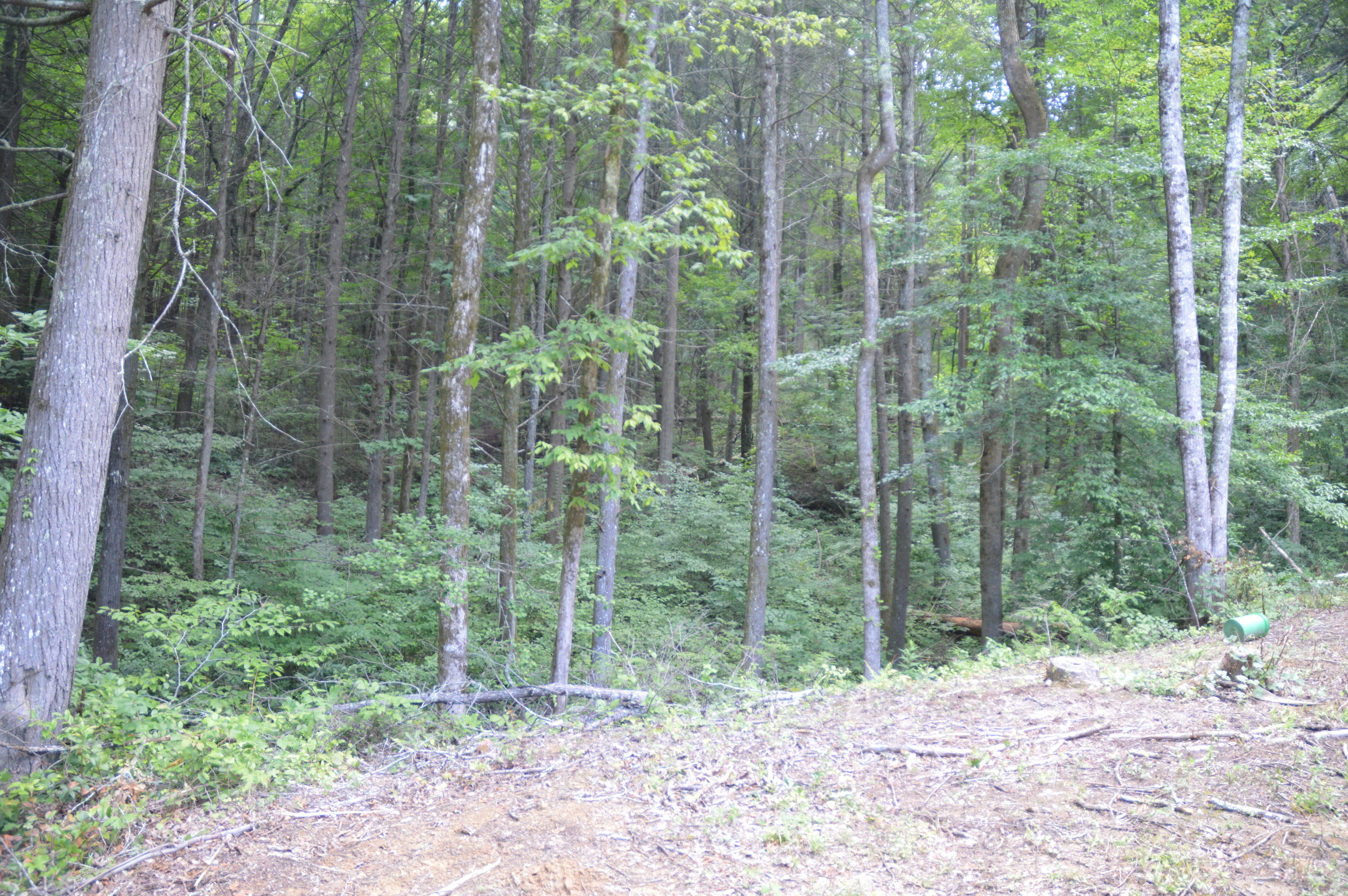 1641 Old Chilhowee Road Seymour, TN 37865 - Photo 17 of 31 Old Chilhowee - DSC_0634