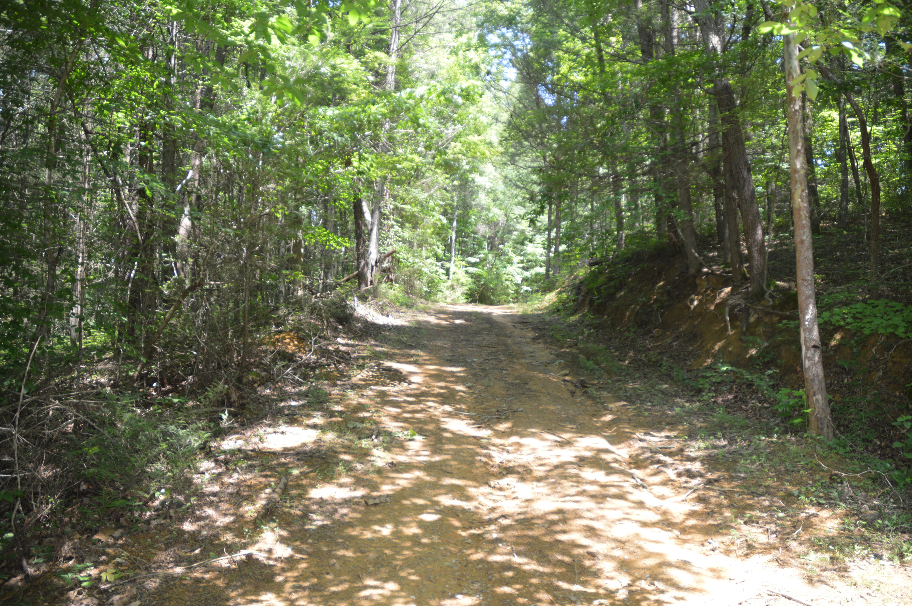1641 Old Chilhowee Road Seymour, TN 37865 - Photo 22 of 31 Old Chilhowee - DSC_0639