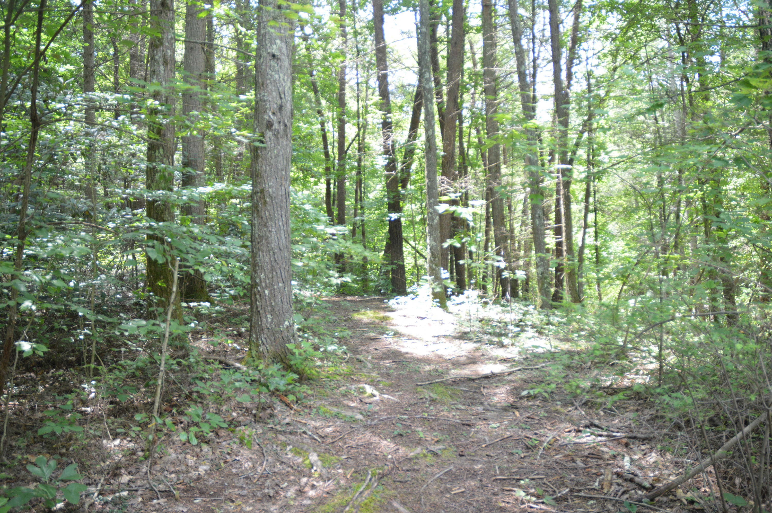 1641 Old Chilhowee Road Seymour, TN 37865 - Photo 24 of 31 Old Chilhowee - DSC_0641