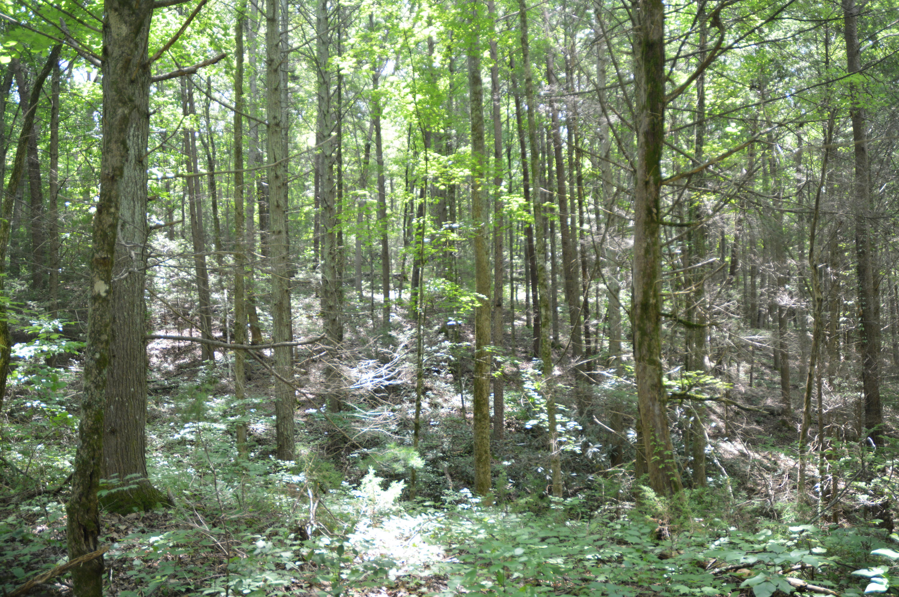 1641 Old Chilhowee Road Seymour, TN 37865 - Photo 25 of 31 Old Chilhowee - DSC_0642