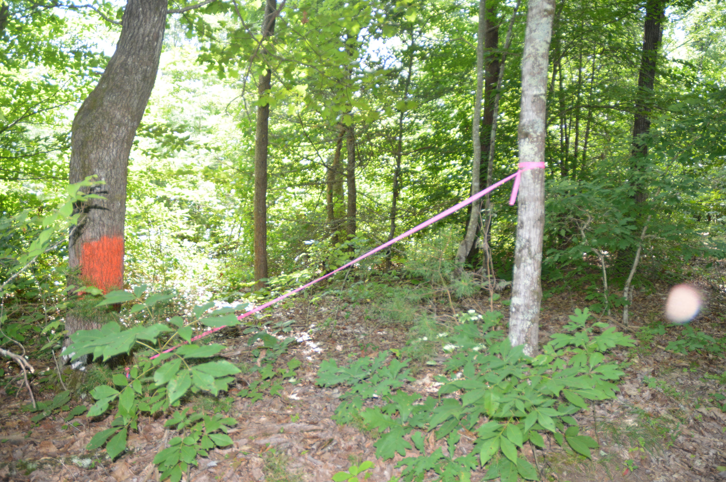 1641 Old Chilhowee Road Seymour, TN 37865 - Photo 26 of 31 Old Chilhowee - DSC_0643