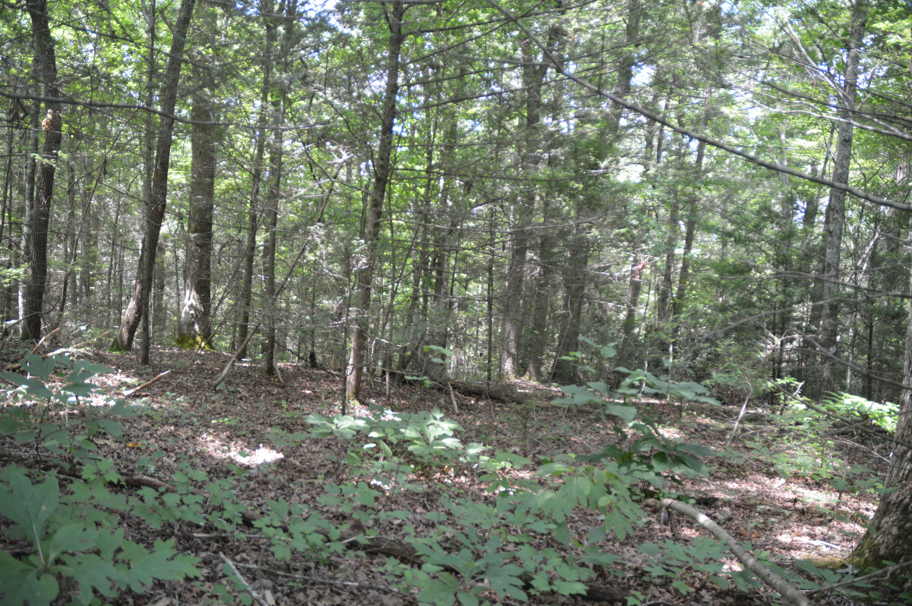 1641 Old Chilhowee Road Seymour, TN 37865 - Photo 27 of 31 Old Chilhowee - DSC_0644