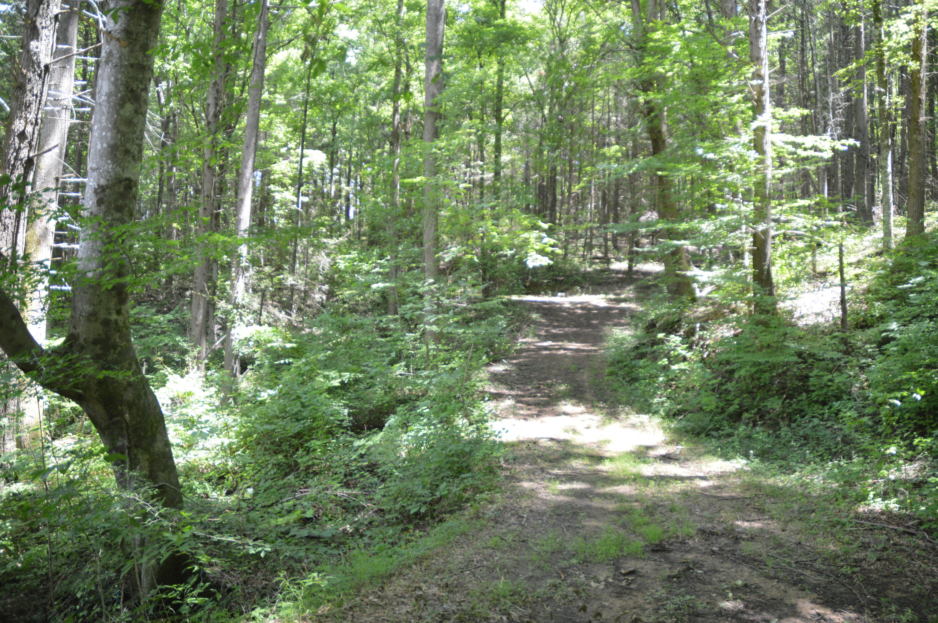 1641 Old Chilhowee Road Seymour, TN 37865 - Photo 28 of 31 Old Chilhowee - DSC_0645