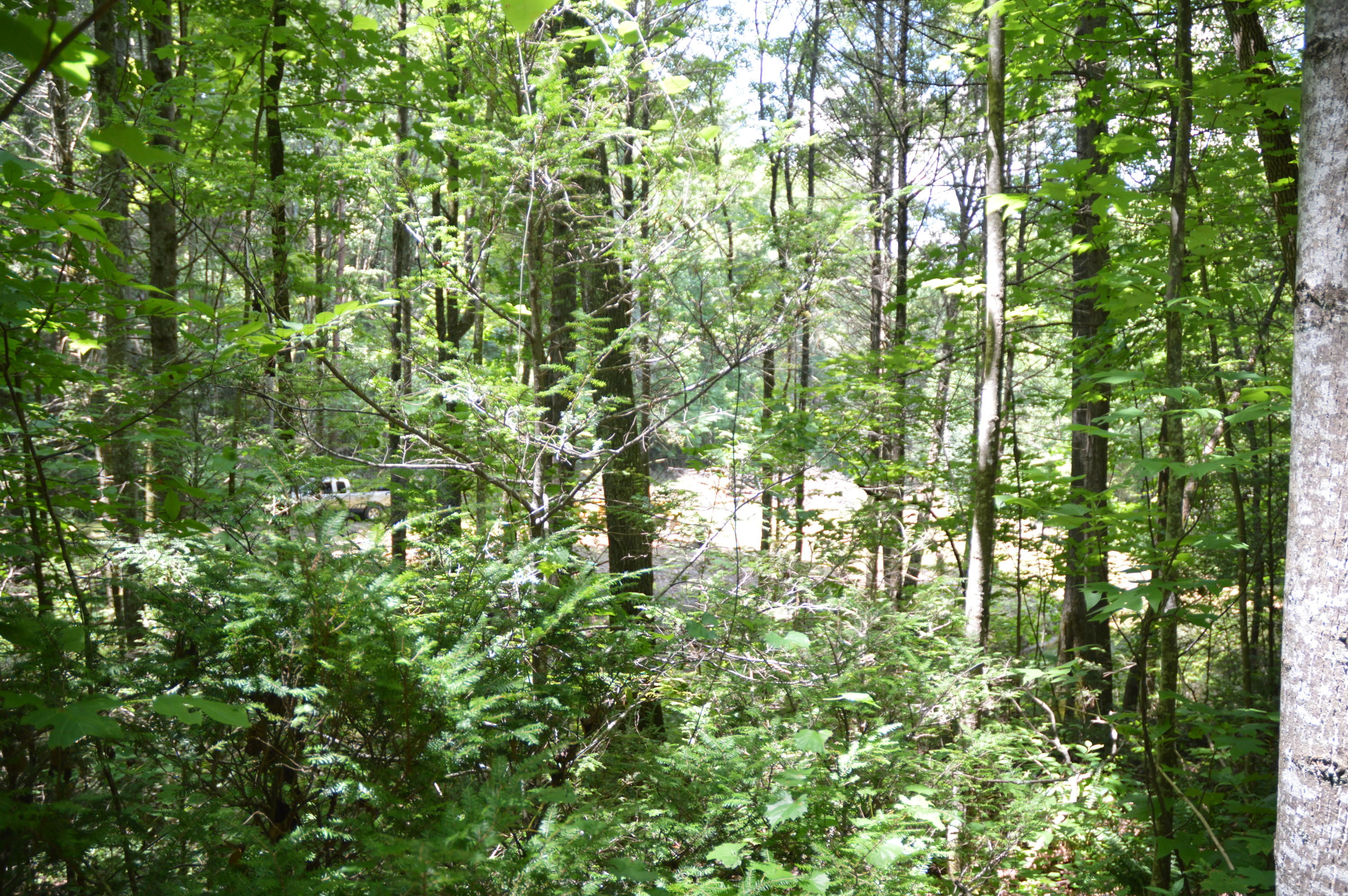 1641 Old Chilhowee Road Seymour, TN 37865 - Photo 30 of 31 Old Chilhowee - DSC_0647