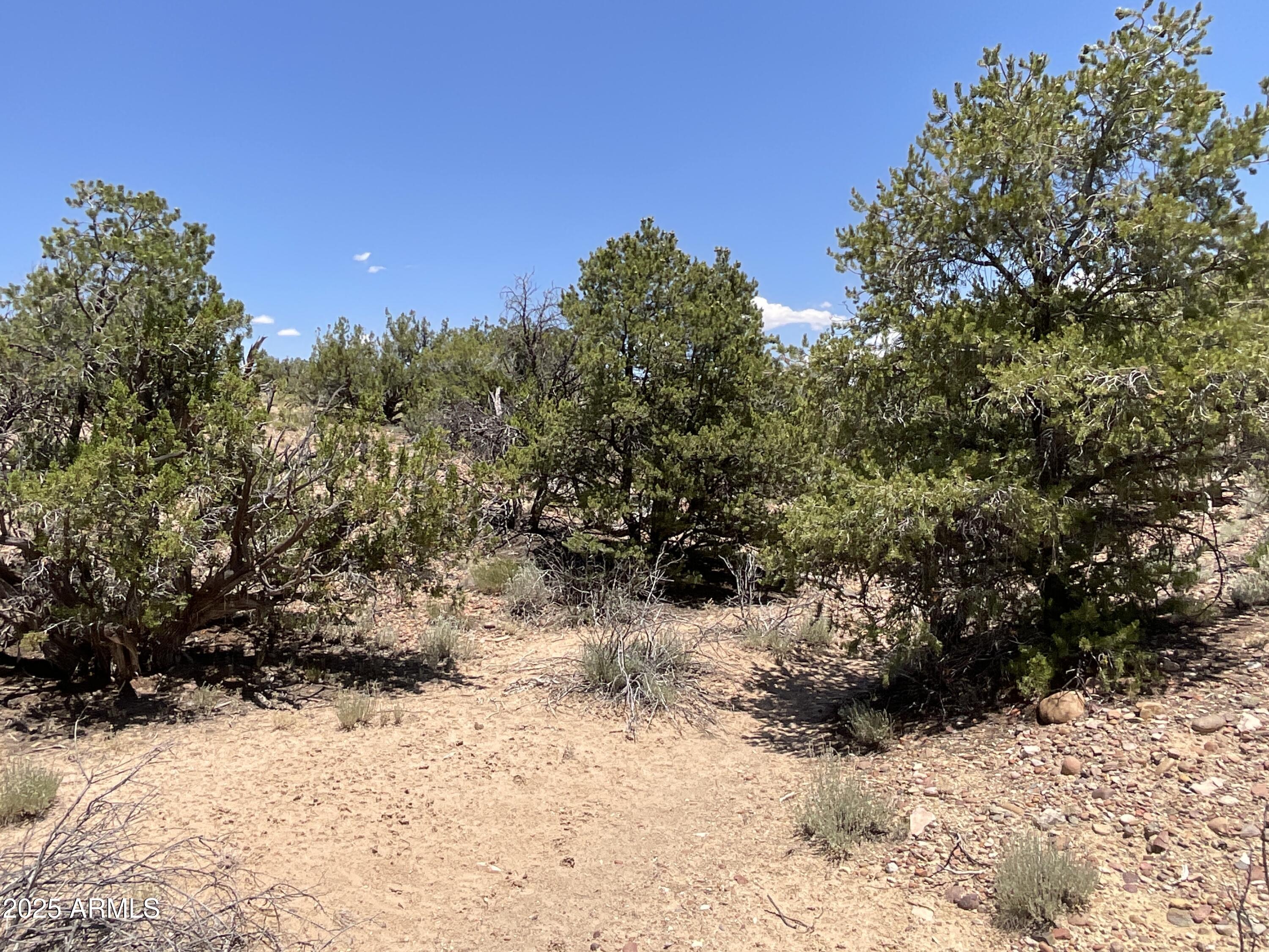61 County Rd N6379 St. Johns, AZ 85936 - Photo 29 of 33 a view of a yard covered with snow