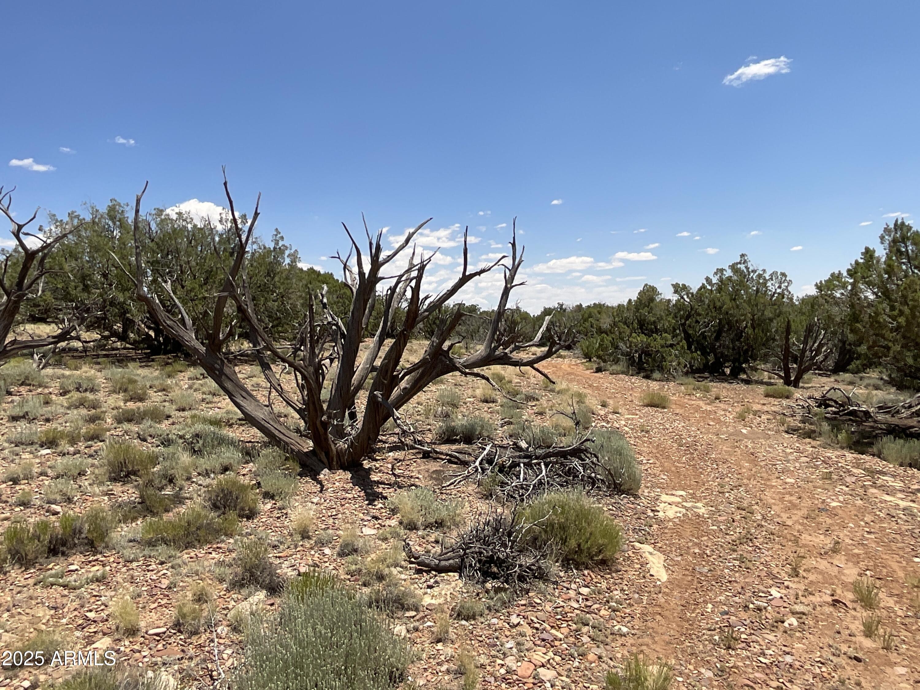 61 County Rd N6379 St. Johns, AZ 85936 - Photo 30 of 33 a view of a yard with a tree