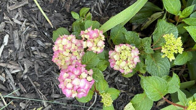 4084 Hartman Road Sodus, MI 49126 - Photo 59 of 62 IMG_5361