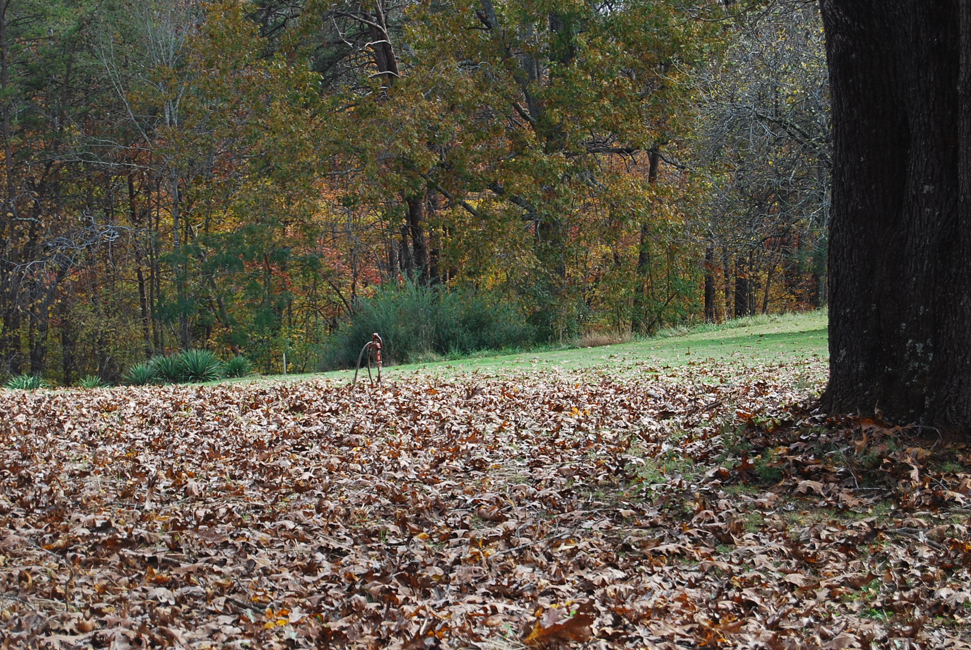 1019 Doe Mountain Road Goodview, VA 24095 - Photo 14 of 53 a view of a yard with a tree