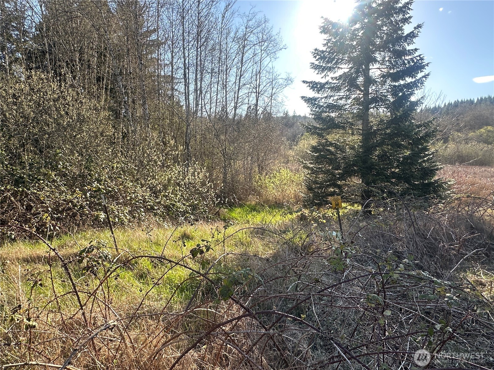 -xxx Embody Road Port Ludlow, WA 98365 - Photo 16 of 26 a view of a yard with large trees