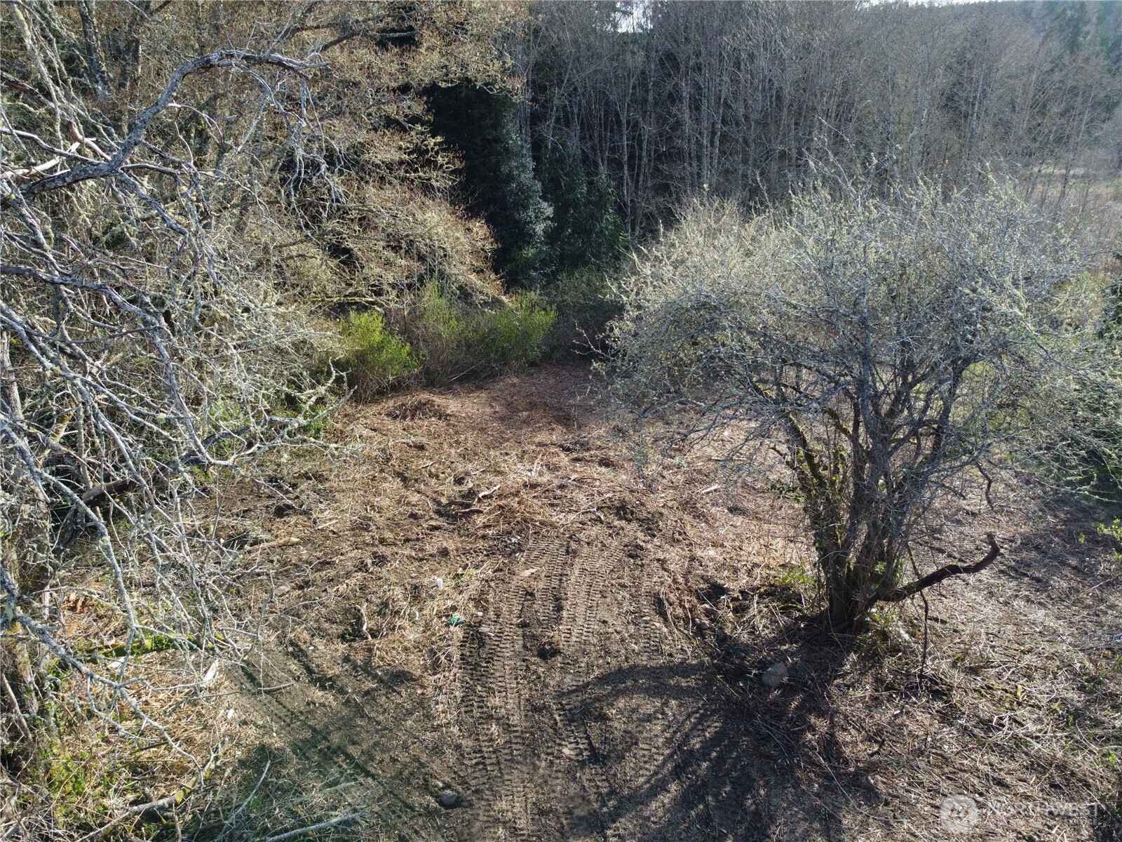 -xxx Embody Road Port Ludlow, WA 98365 - Photo 20 of 26 a view of a forest with trees in the background