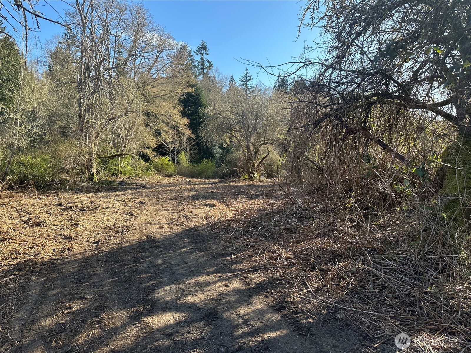 -xxx Embody Road Port Ludlow, WA 98365 - Photo 21 of 26 a view of dirt yard with a large tree