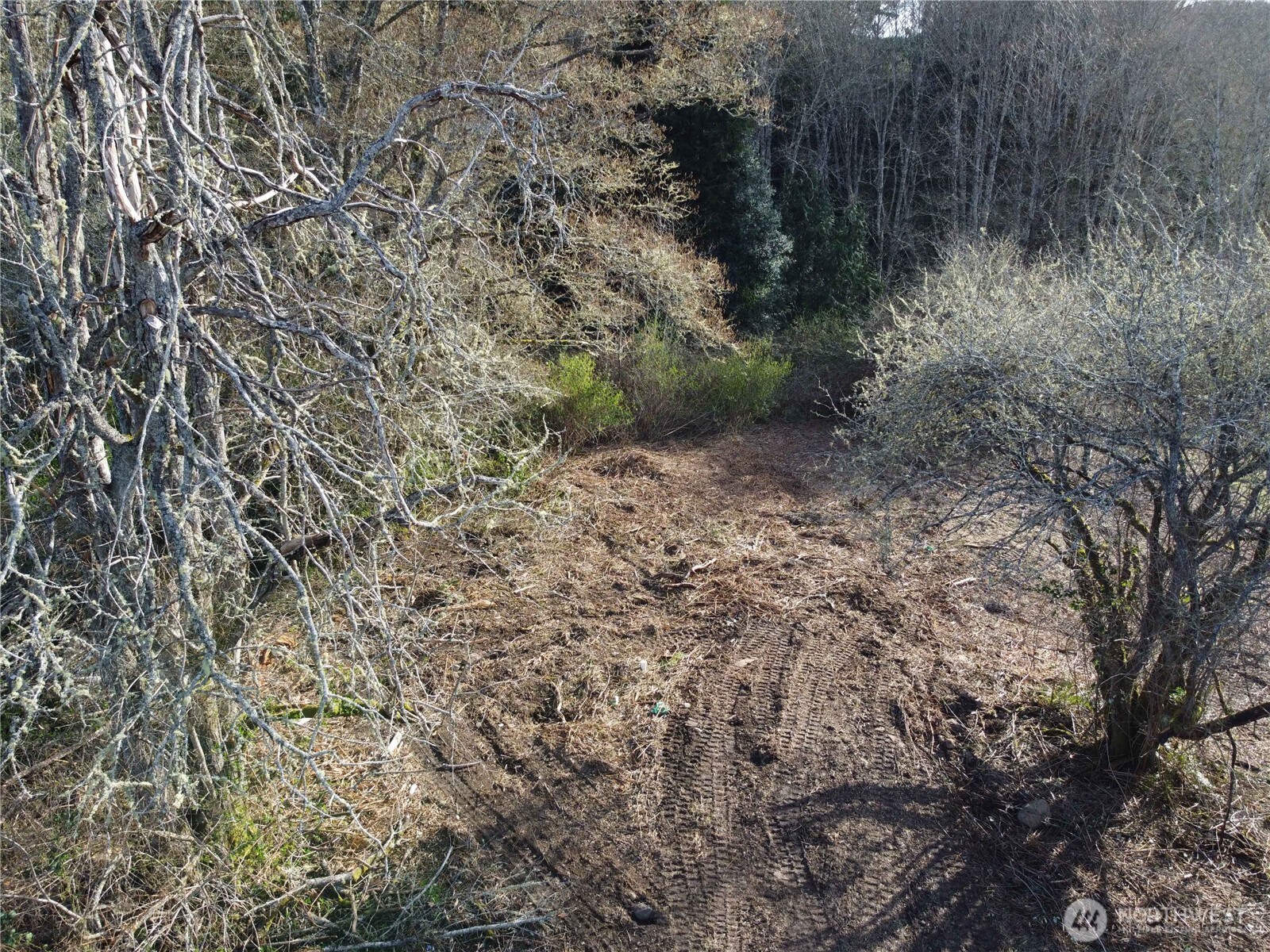 -xxx Embody Road Port Ludlow, WA 98365 - Photo 6 of 26 a view of a yard with a tree