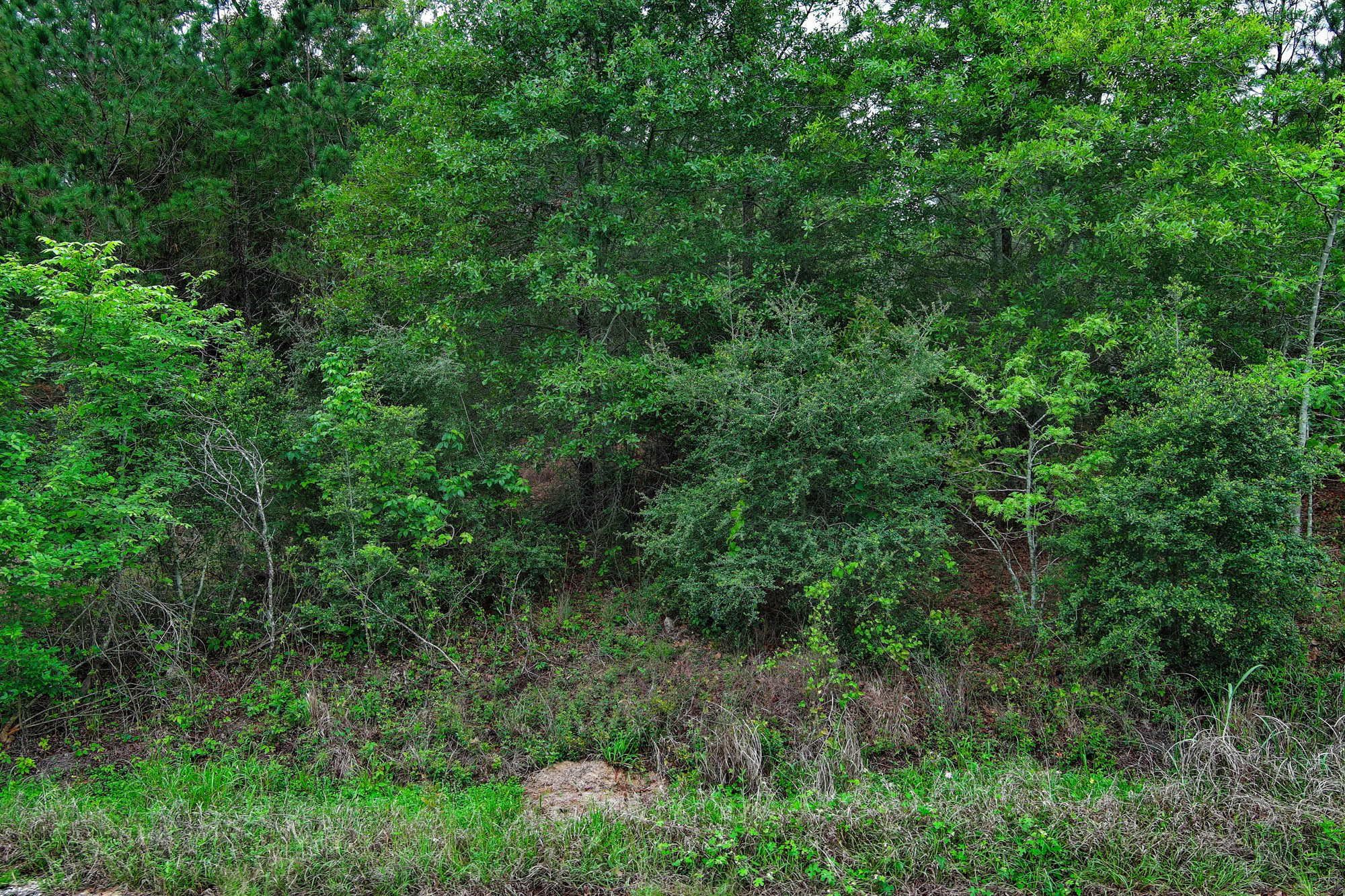453 Kelley Road East Bastrop, TX 78602 - Photo 15 of 20 a view of a lush green forest