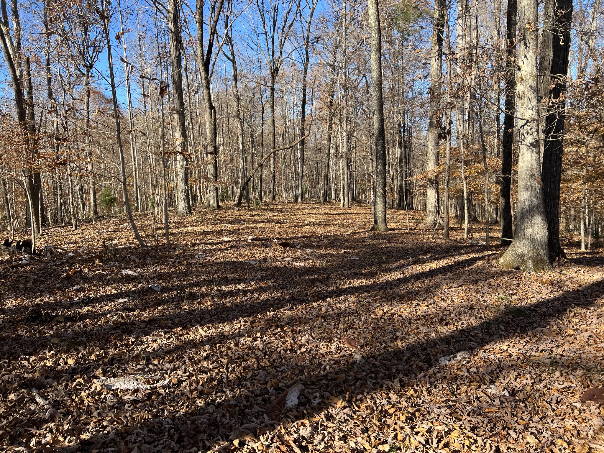 255 Nelson Road Lawrenceburg, TN 38464 - Photo 13 of 67 a view of a backyard with green space