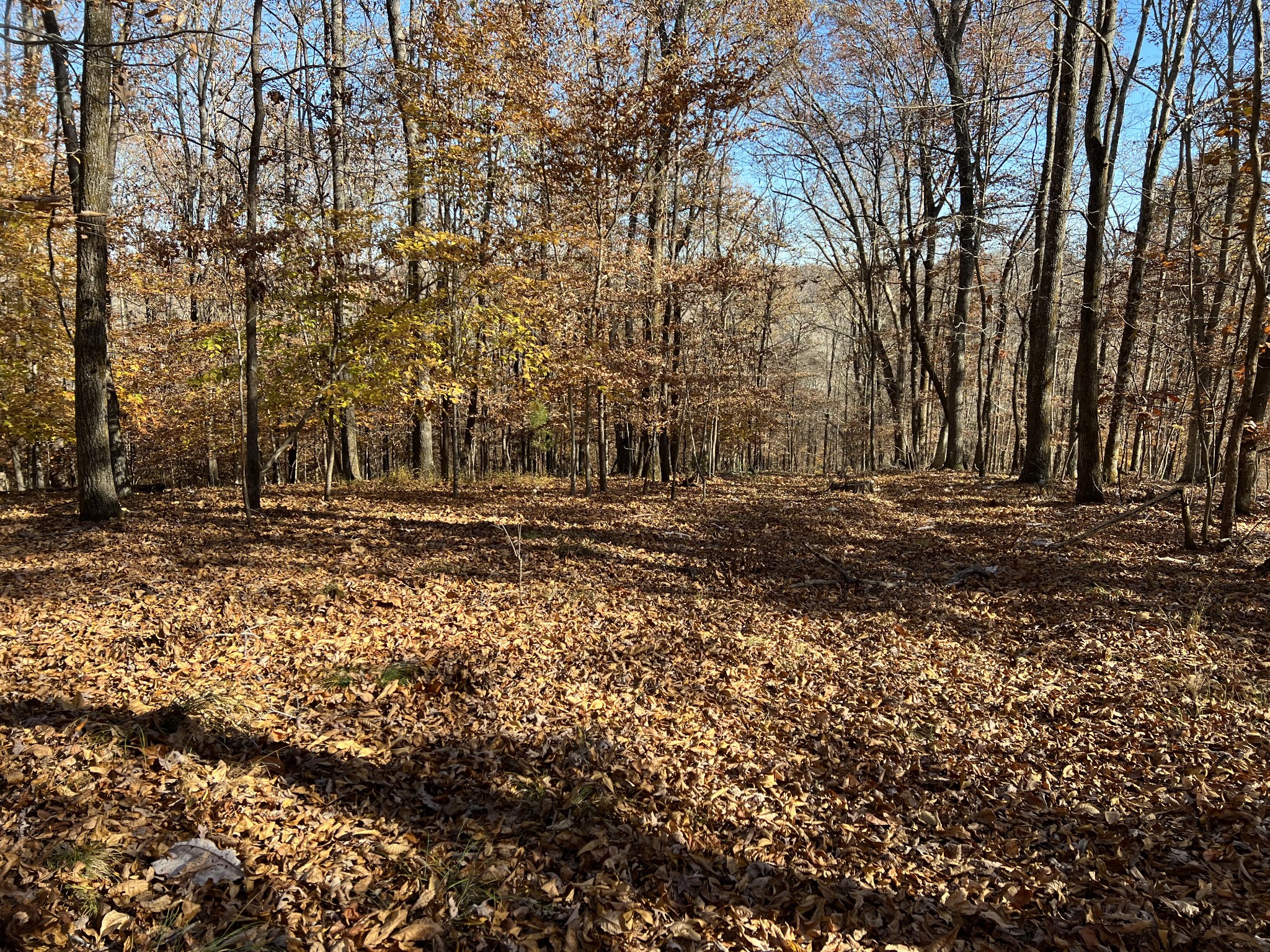 255 Nelson Road Lawrenceburg, TN 38464 - Photo 14 of 67 a view of outdoor space with trees