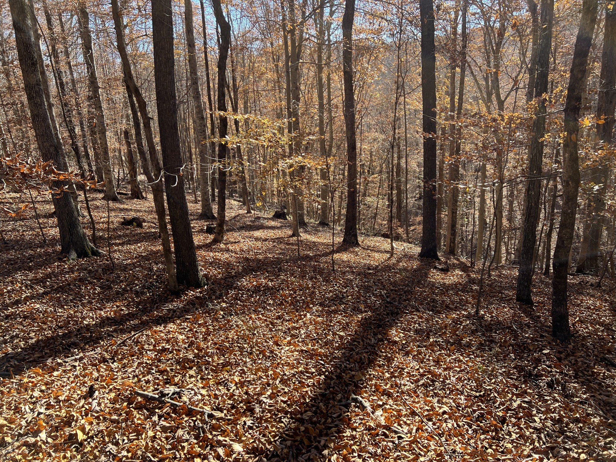 255 Nelson Road Lawrenceburg, TN 38464 - Photo 18 of 67 a view of a backyard with trees