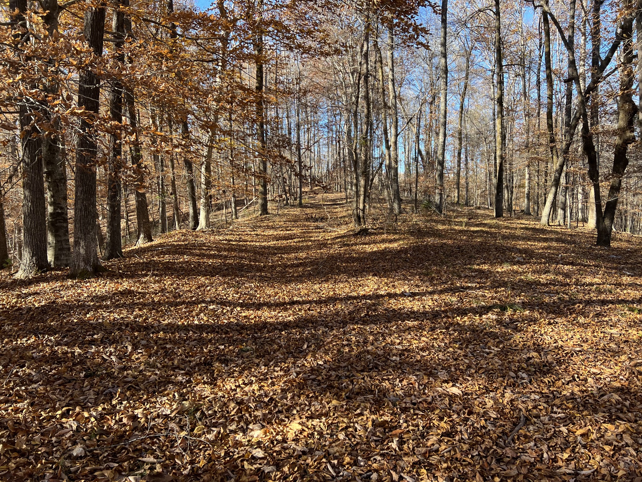 255 Nelson Road Lawrenceburg, TN 38464 - Photo 20 of 67 a view of a yard with trees