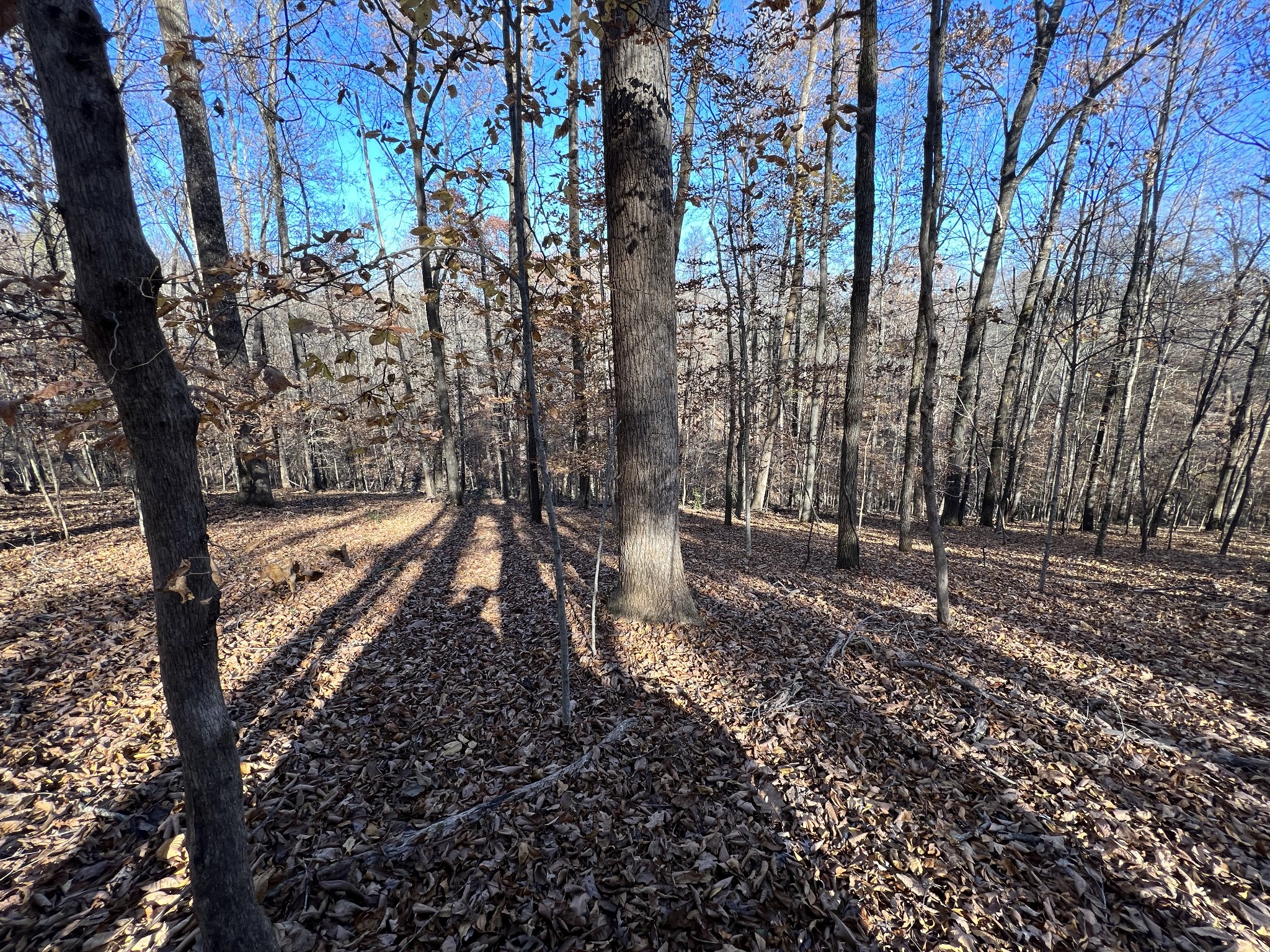 255 Nelson Road Lawrenceburg, TN 38464 - Photo 21 of 67 a view of a forest filled with trees