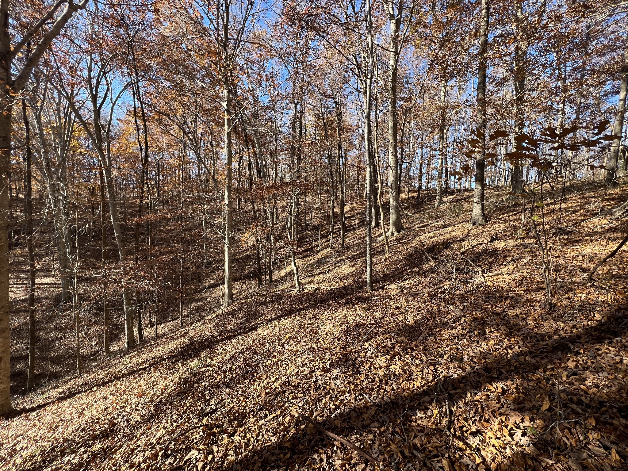 255 Nelson Road Lawrenceburg, TN 38464 - Photo 22 of 67 a view of a yard with trees