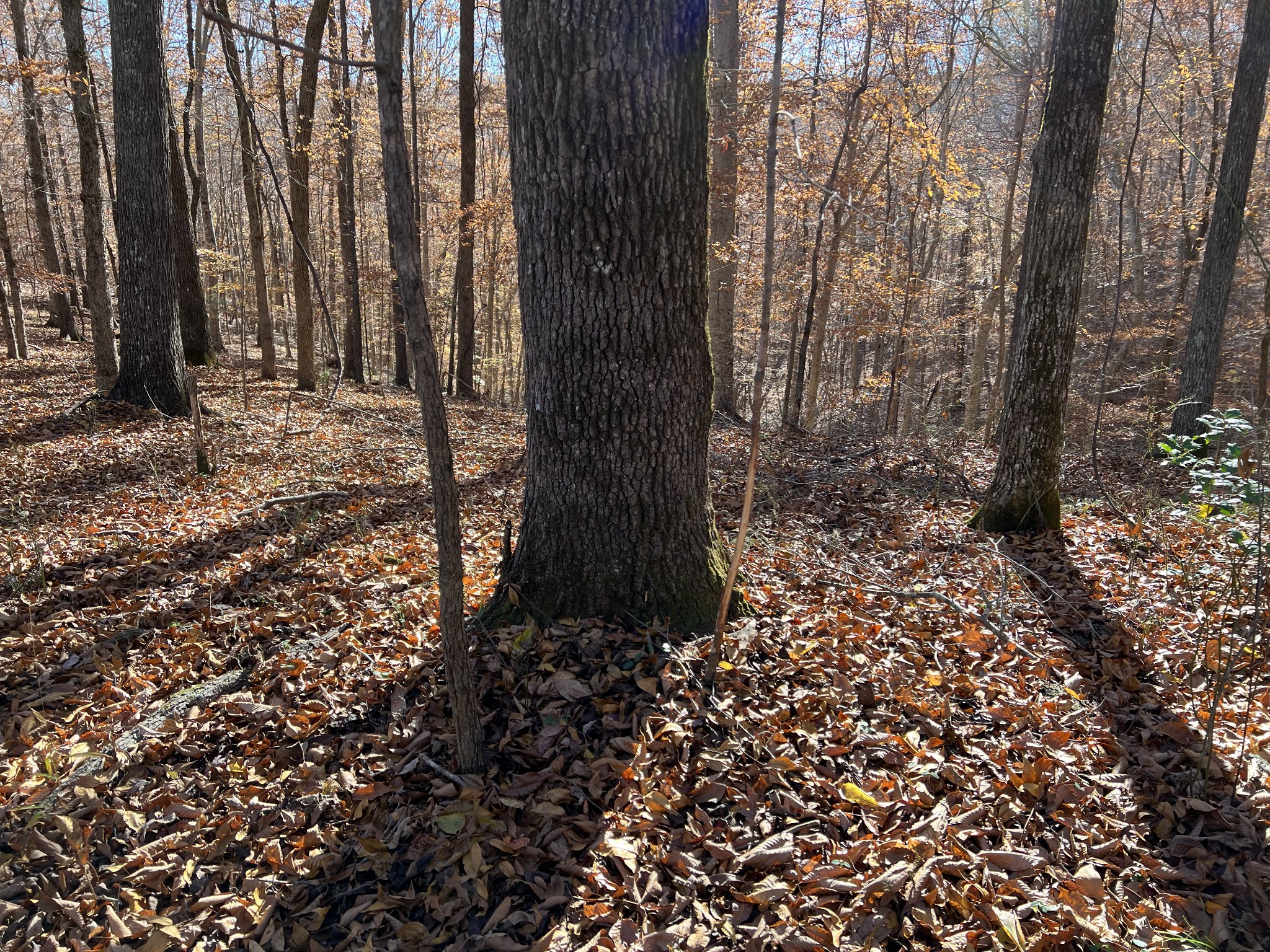 255 Nelson Road Lawrenceburg, TN 38464 - Photo 24 of 67 a big yard with lots of green space and a fountain