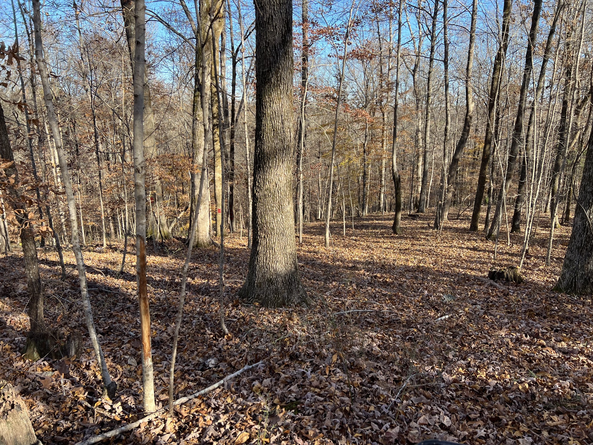 255 Nelson Road Lawrenceburg, TN 38464 - Photo 25 of 67 a backyard of a house with lots of green space