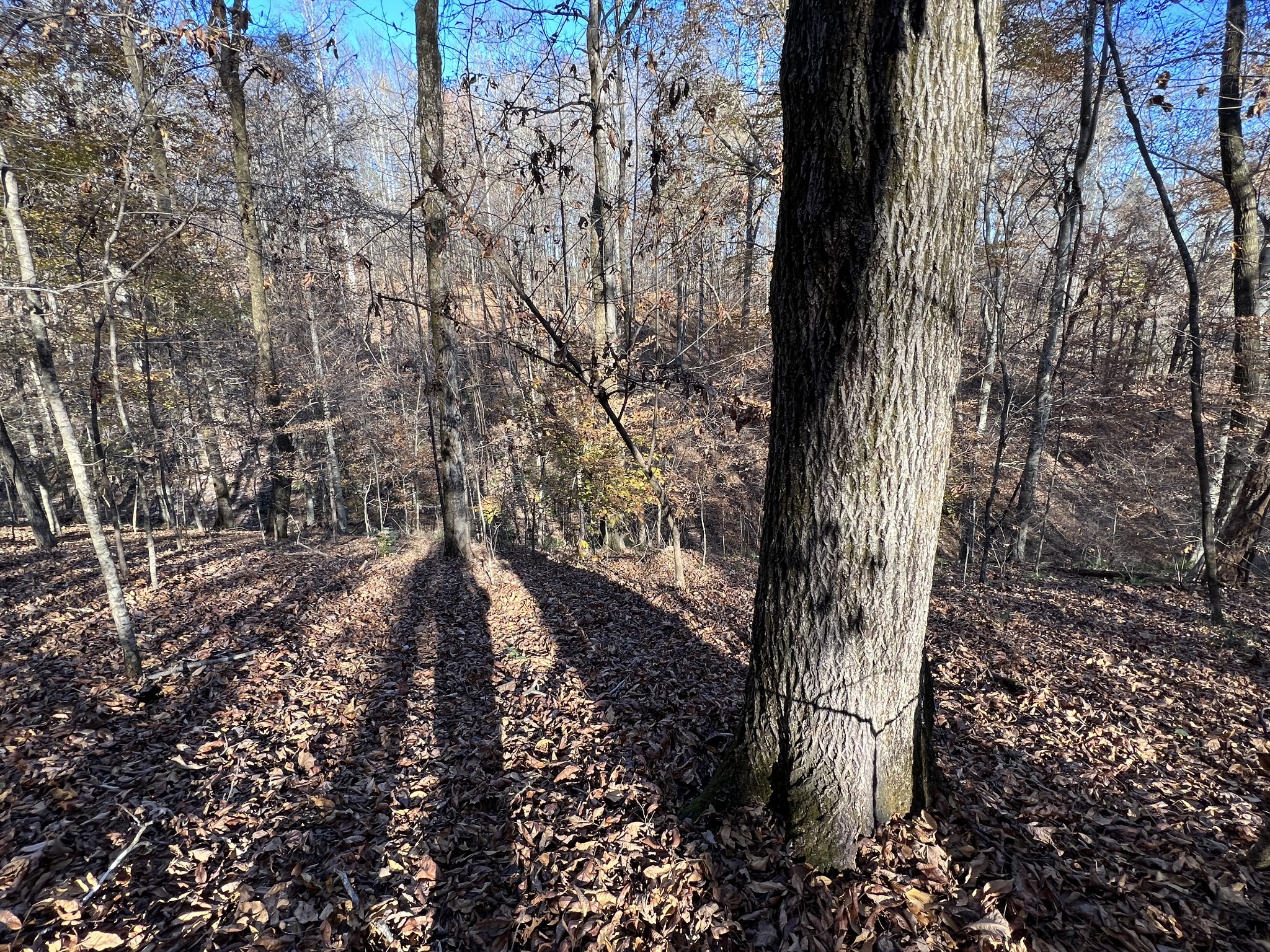 255 Nelson Road Lawrenceburg, TN 38464 - Photo 28 of 67 a view of a yard with trees