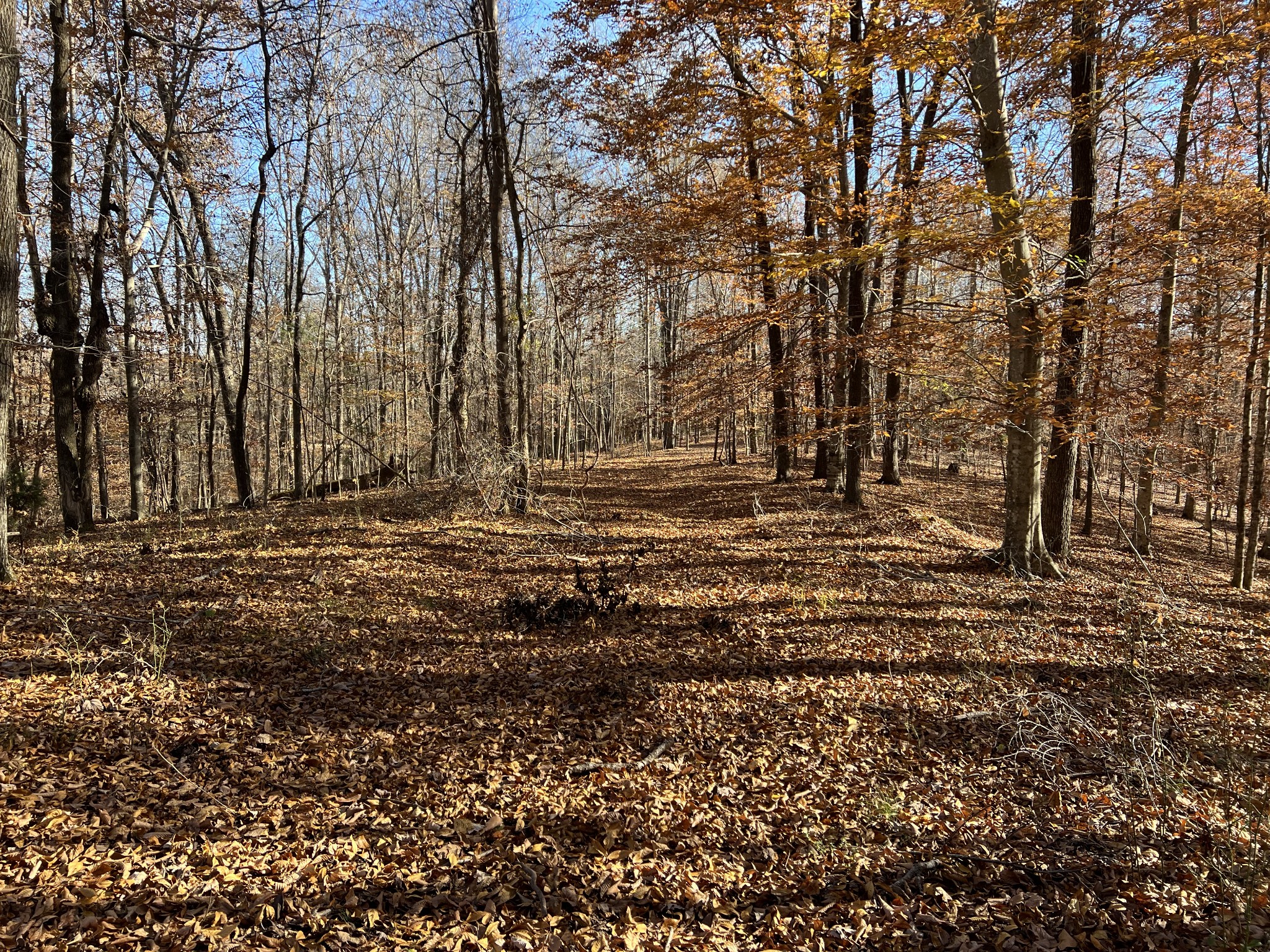 255 Nelson Road Lawrenceburg, TN 38464 - Photo 29 of 67 a view of outdoor space with lots of trees