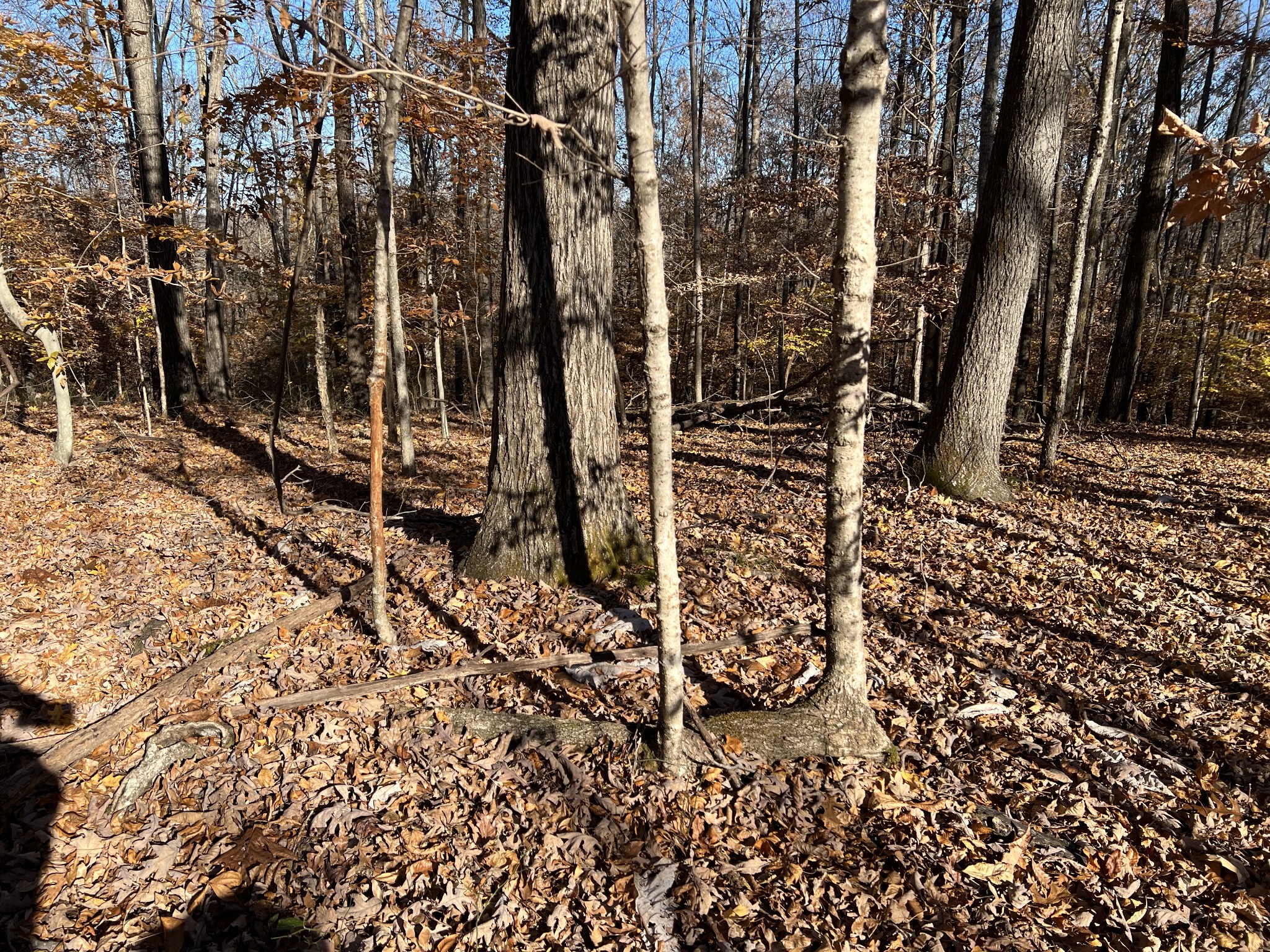 255 Nelson Road Lawrenceburg, TN 38464 - Photo 33 of 67 a backyard of a house with lots of green space