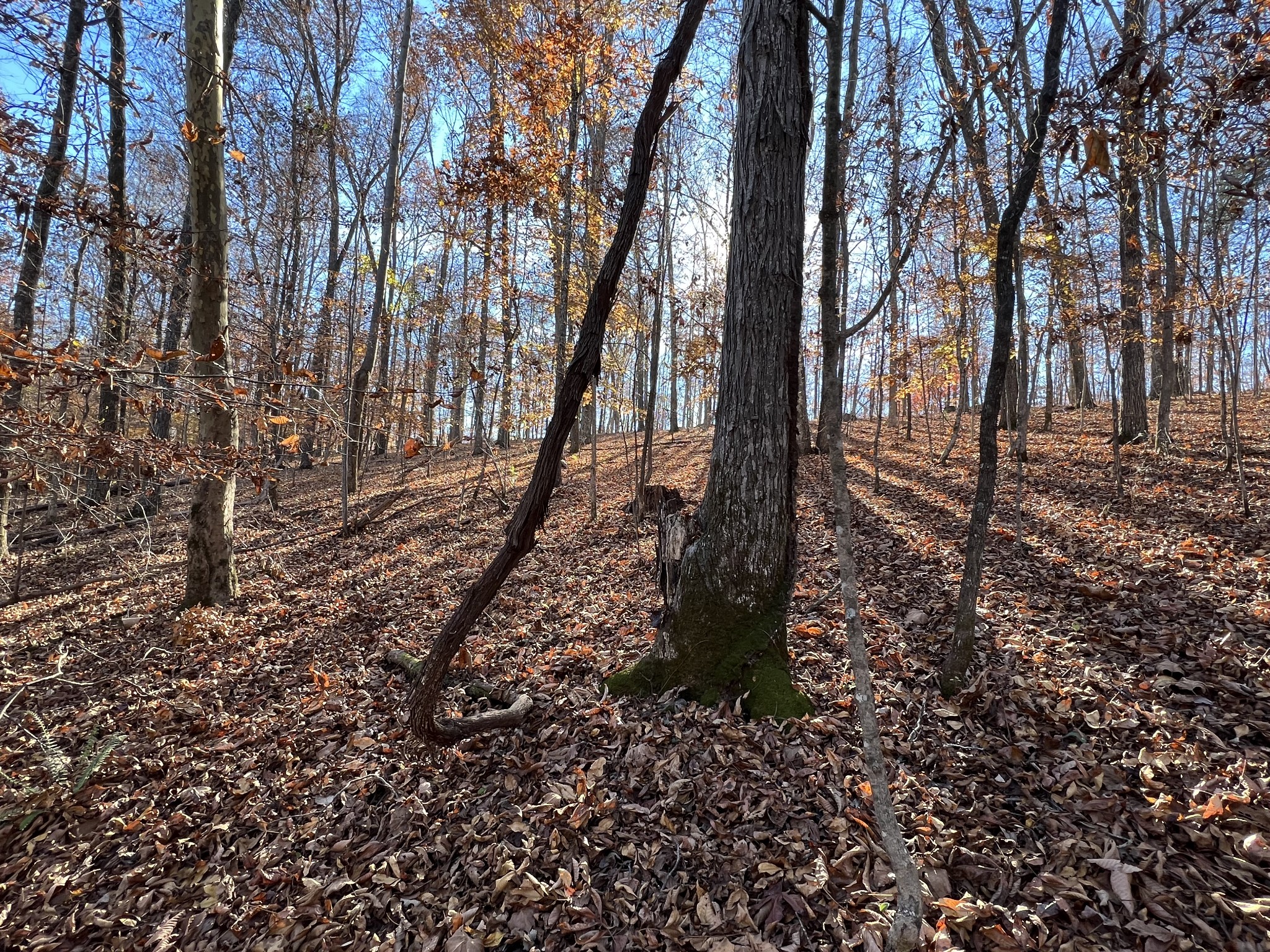 255 Nelson Road Lawrenceburg, TN 38464 - Photo 34 of 67