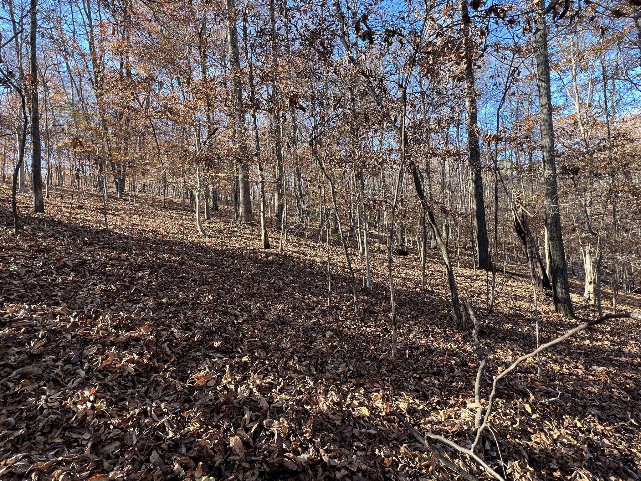 255 Nelson Road Lawrenceburg, TN 38464 - Photo 35 of 67 a view of a yard with large trees