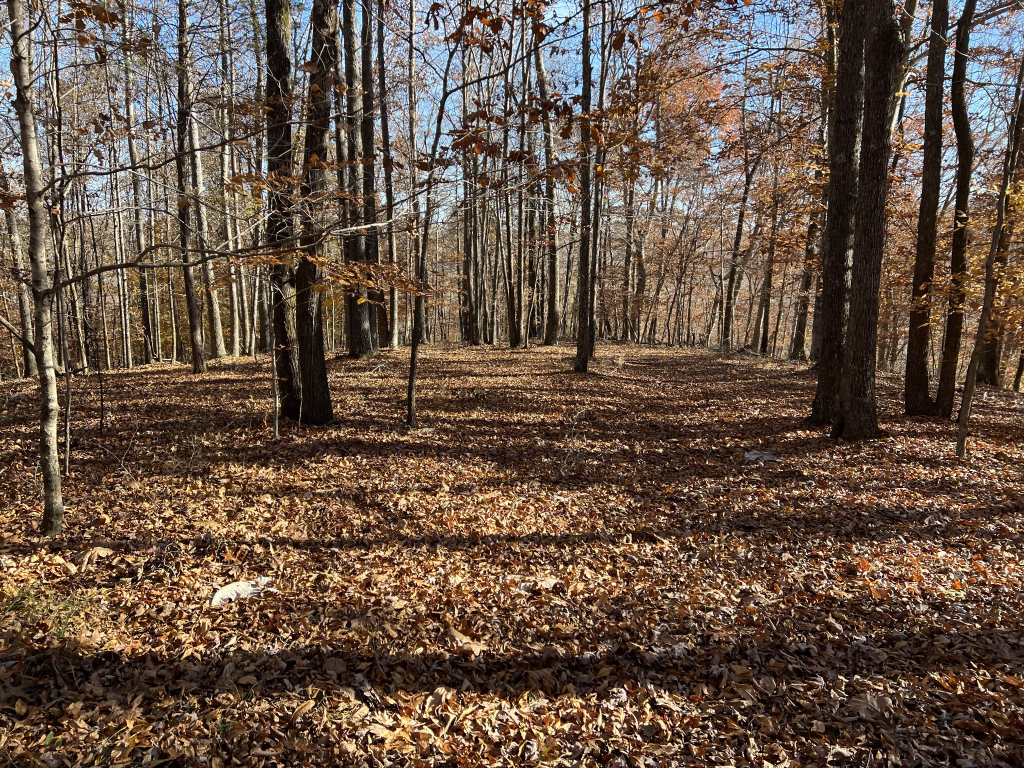 255 Nelson Road Lawrenceburg, TN 38464 - Photo 36 of 67 a backyard of a house with lots of green space