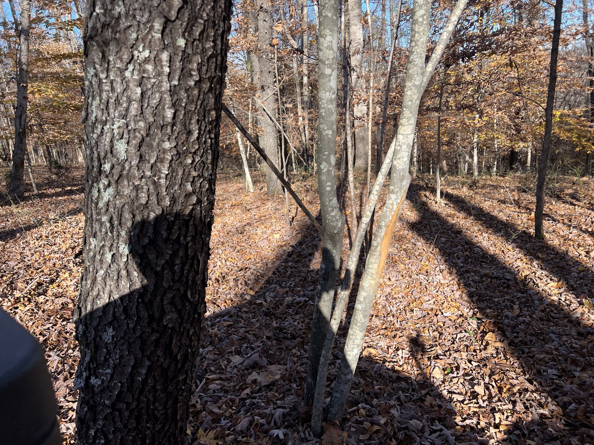 255 Nelson Road Lawrenceburg, TN 38464 - Photo 37 of 67 a view of mountain view with trees in back