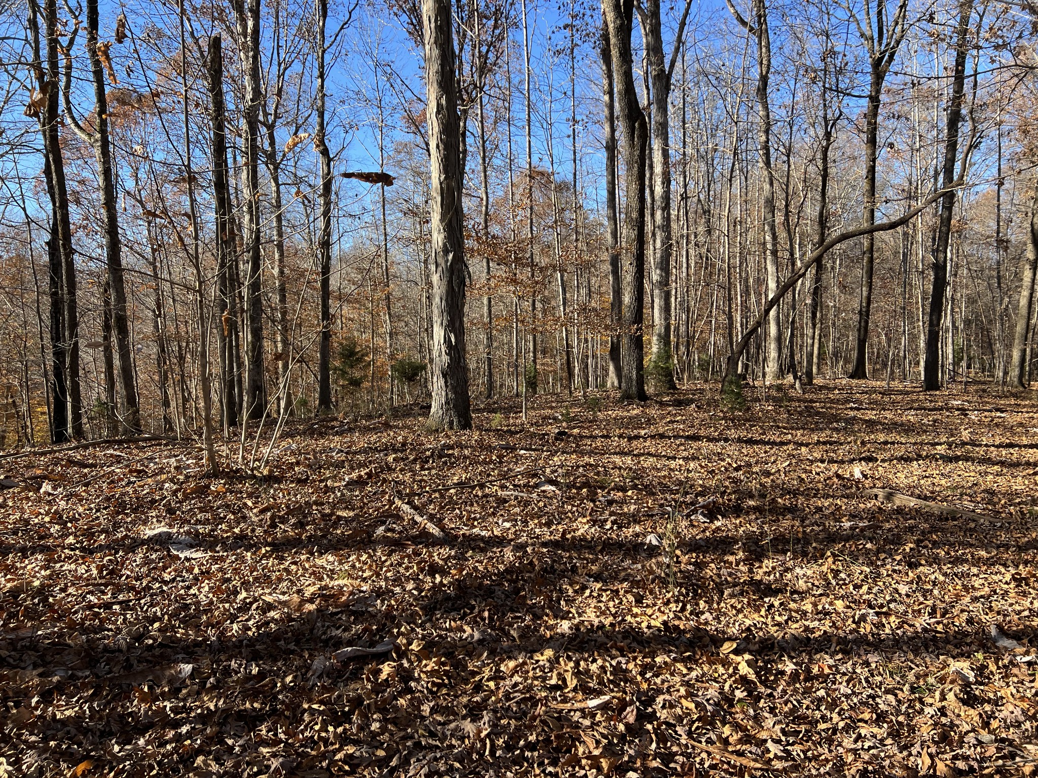 255 Nelson Road Lawrenceburg, TN 38464 - Photo 39 of 67 a view of a backyard of the house